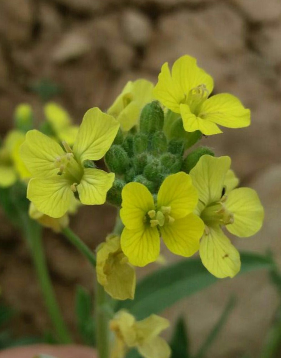 استریج موستموم - معرفی گیاهان بومی ایران